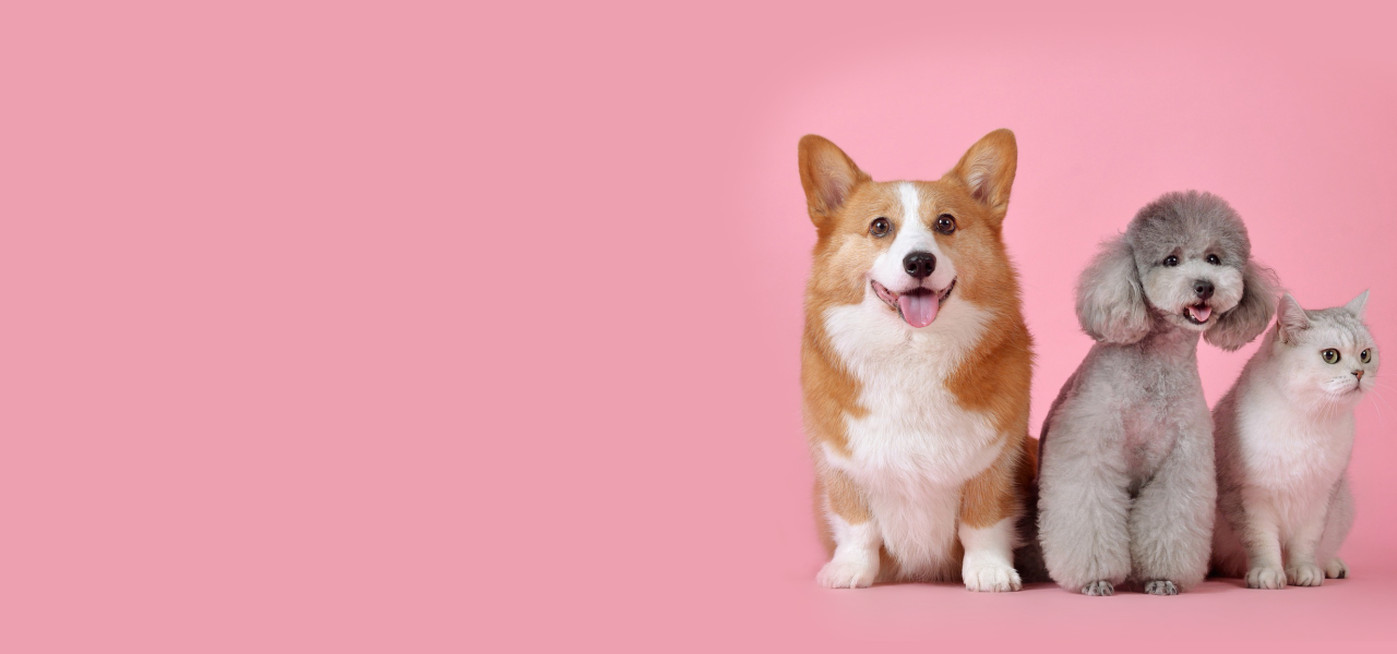 Pets